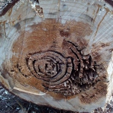 Poškození dřeva způsobené mravenci