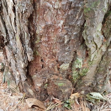 Napadení borovice černé lýkožroutem - drtinky na kůře