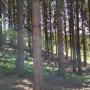 Poradenství v lesnictví