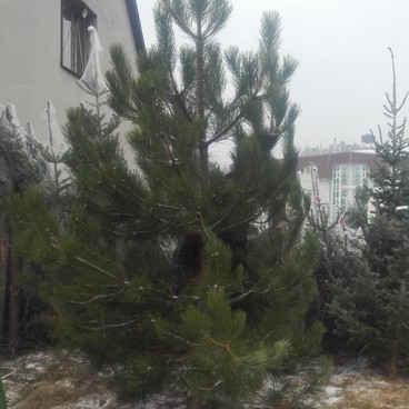 Vánoční stromečky - Borovice (Pinus)