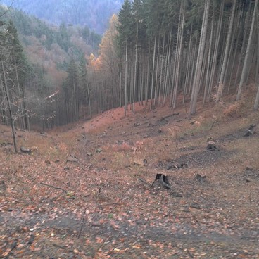 Plocha připravená pro obnovu porostu