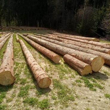 Dlouhé dřevo