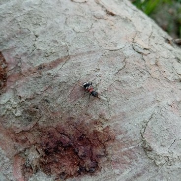 Pestrokrovečník mravenčí